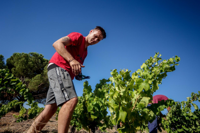 Archivo - Un trabajador recoge uvas en el campo, a 23 de agosto de 2022, en San Martín de Valdeiglesias, Madrid (España).