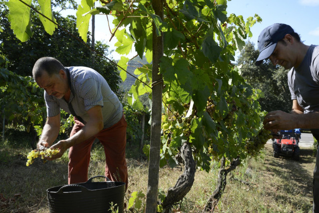 Archivo - Vendimia y carga de uvas en contenedor en una de las viñas