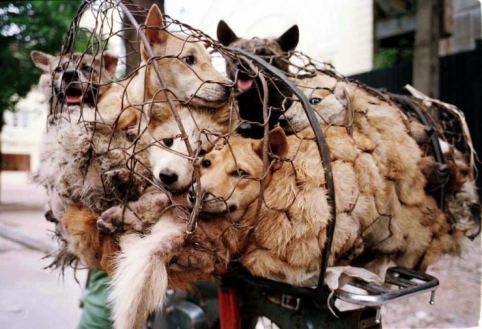 Yulin