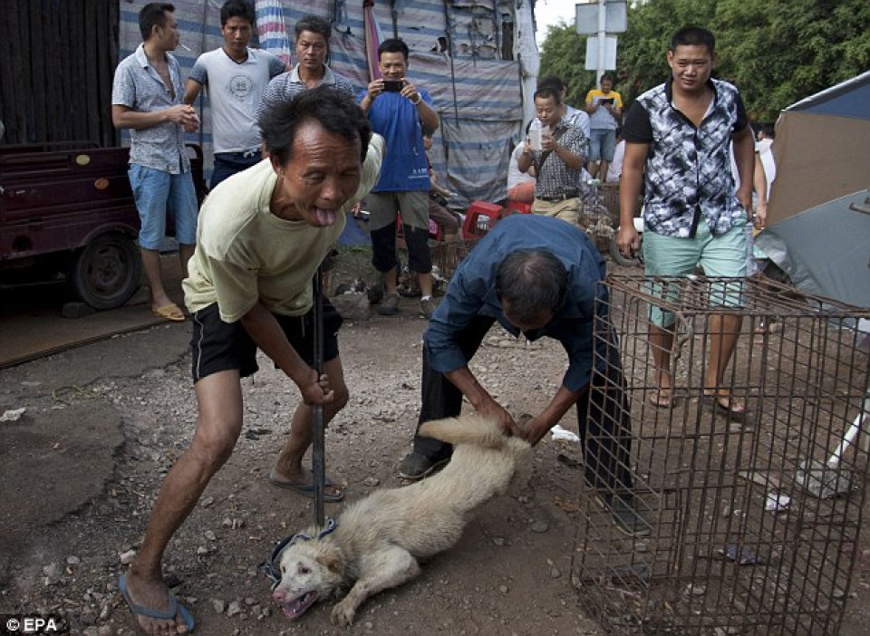 Yulin 4