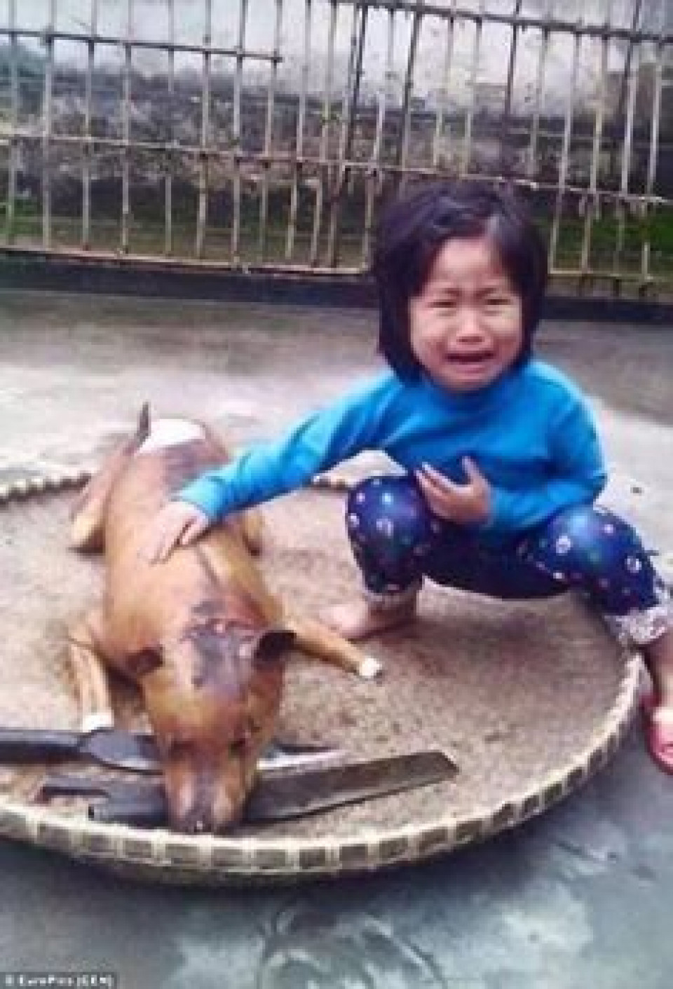 Yulin 8