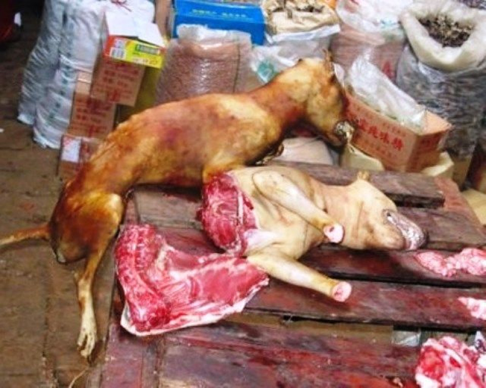 Yulin 6