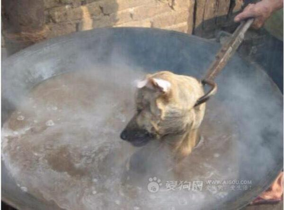 Yulin 7