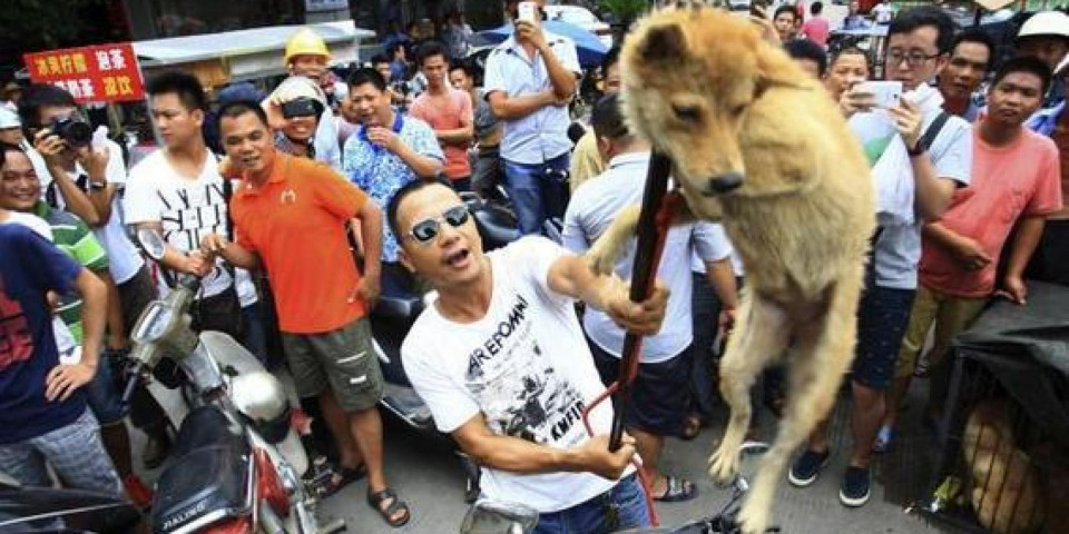 Yulin 5
