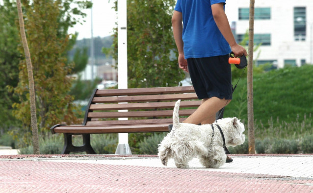 Archivo - Perros