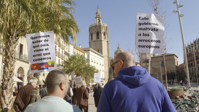 Arroceros valencianos exigen un correcto etiquetado del origen del arroz para evitar 