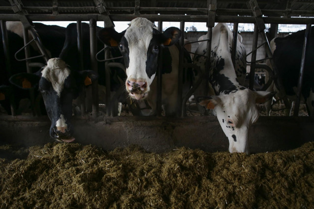 Archivo - Varias vacas en una ganadería de lácteo en la parroquia de Piñeiro