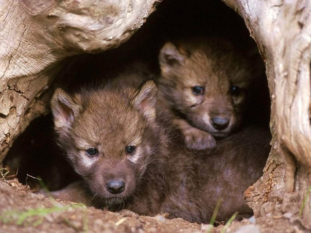 Archivo - Lobos. Lobeznos