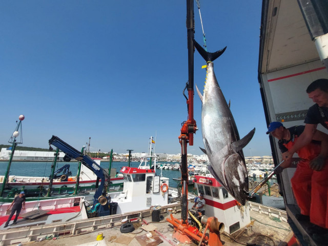 Primera 'levantá' del atún rojo en la almadraba de Barbate.