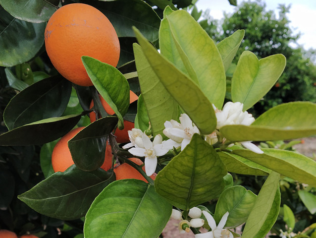 Foto de naranjas