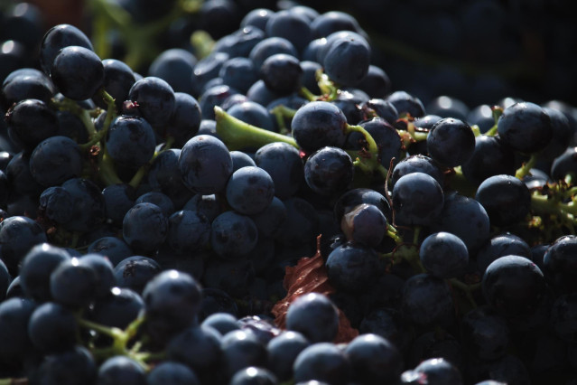 Archivo - Uvas en el viñedo familiar de Javier Ruiz Barricarteen Aldeanueva de Ebro, Comarca de Alfaro, La Rioja (España).