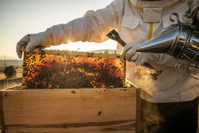 Archivo - El 46% de la miel importada de fuera de la UE ha sido aterada para aumentar su volumen, según Sicpa.