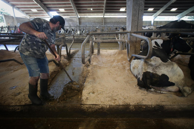 Archivo - Un ganadero junto a vacas de una ganadería de lácteo en Sabadelle