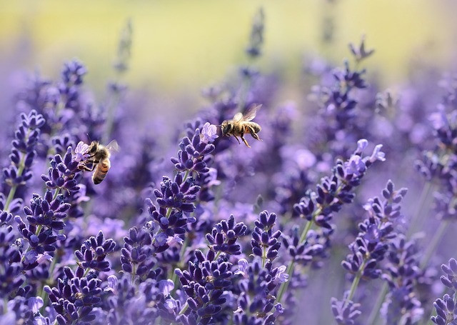 Archivo - Abejas en plena recolección de polén para la creación de miel
