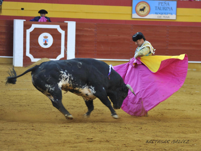 Archivo - Toros
