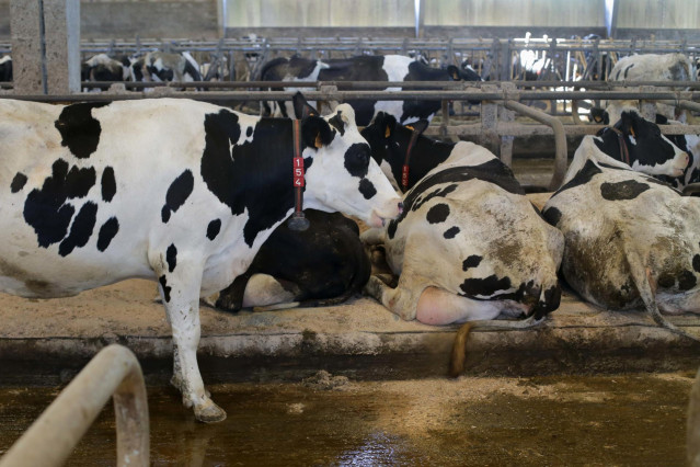 Archivo - Vacas de una ganadería de lácteo