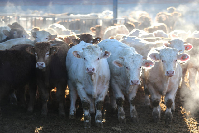 Archivo - Varias vacas en una explotación ganadera de Menasalbas, Toledo.