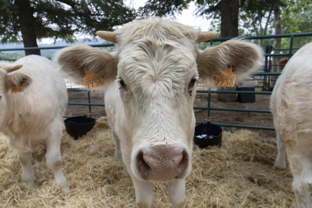 Archivo - Una vaca cherolesa,