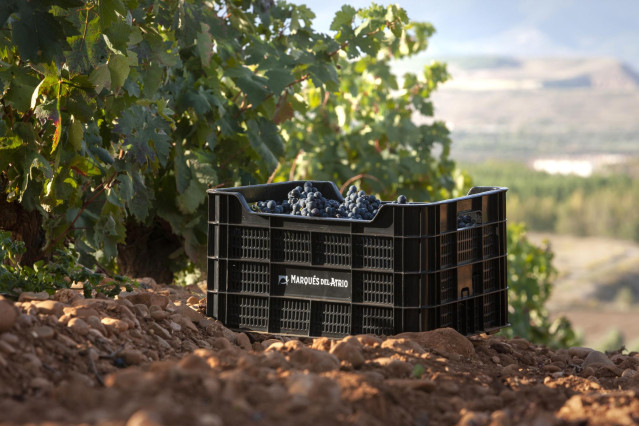 Uvas en viñedo de Marqués de Atrio