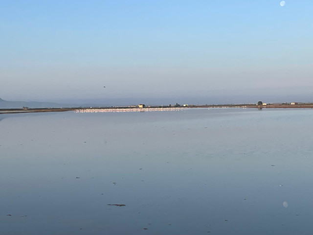 Flamencos en la Albufera