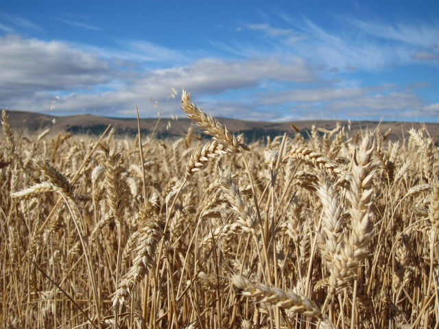 Archivo -  Cereales, Campo, Cultivo, Verano, Cosecha