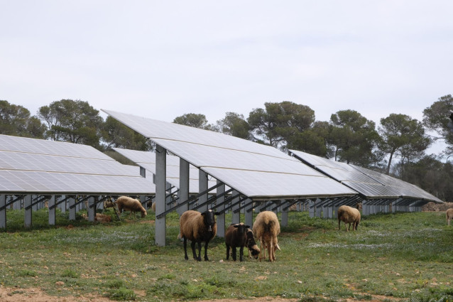 Archivo - Ovejas junto a placas solares