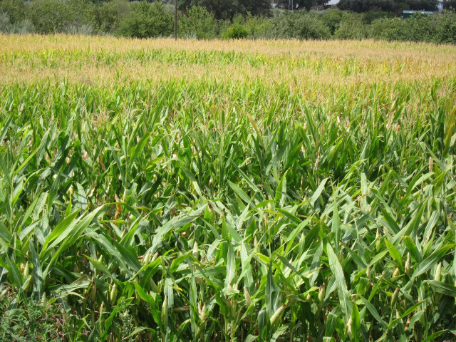 Archivo - Campo De Maiz, Transgénicos
