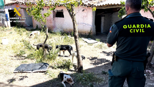 Archivo - La Guardia Civil en uno de los registros a la supuesta protectora
