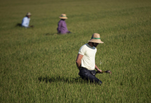 Archivo - Un grupo de jornaleros durante su labor, escardar arroz, en un arrozal en Isla Mayor