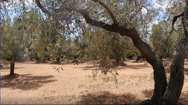 Archivo - Imagen de archivo de un campo de olivos.