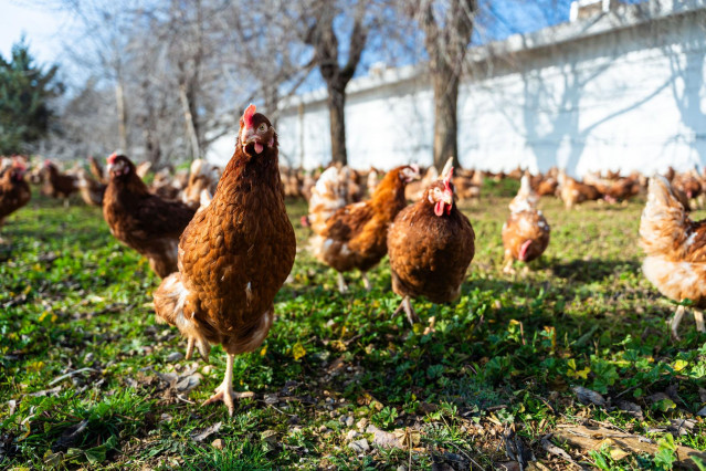 Gallinas ponedoras