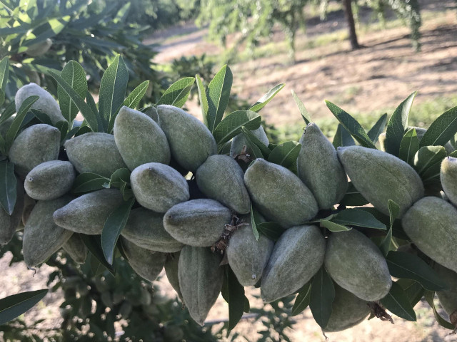 Archivo - Almendro