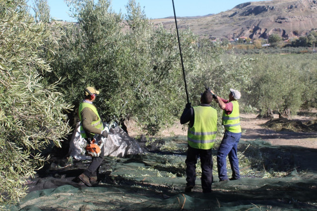 Archivo - Temporeros trabajando en la recogida de aceituna