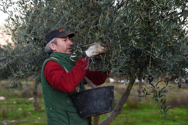 Archivo - Una persona recolecta aceitunas, en un olivar de Holguera (Cáceres)