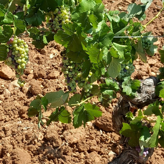 Viñas