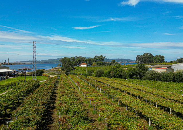 Archivo - Viñedo de la bodega Forjas del Salnés,