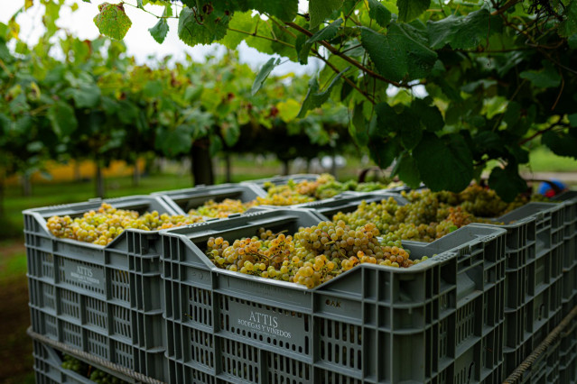 Archivo - Varias cajas llenas de uvas durante la época de vendimia,