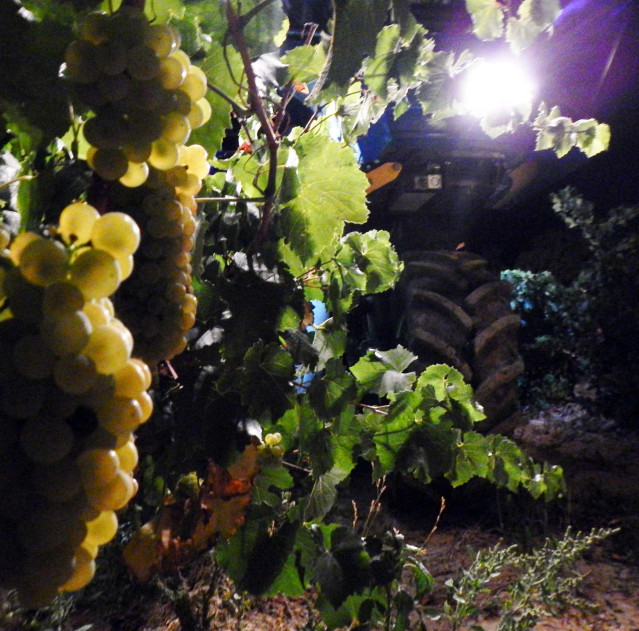 Archivo - Vendimia de  Bodega Pirineos en la Denominación de Origen Somontano