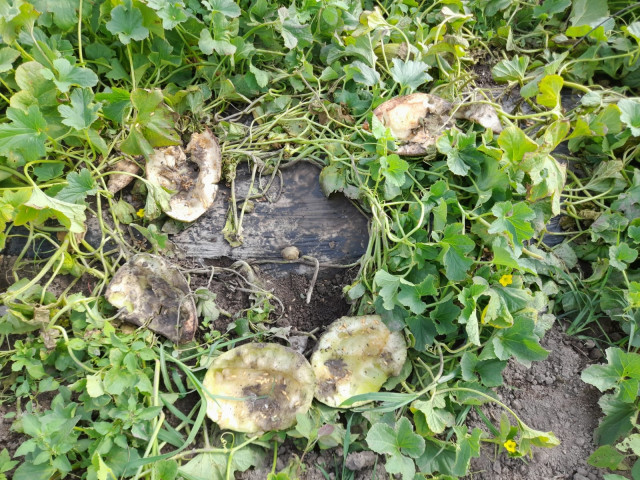 Archivo - Daños provocados por jabalíes en el campo