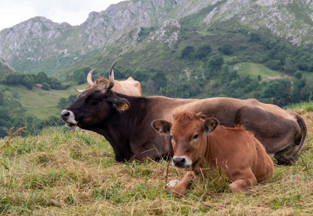 Archivo - Vacas