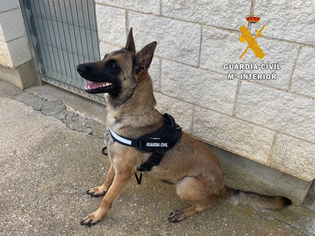 Archivo - Perro perteneciente a la unidad canina del Centro Penitenciario De Cáceres.
