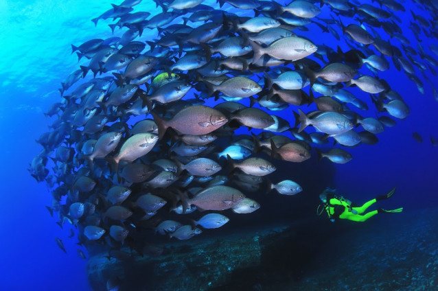 Archivo - Fondo submarino en El Hierro