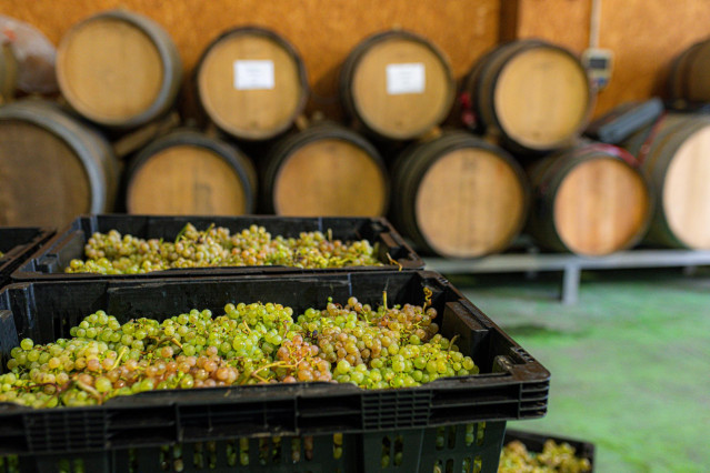 Archivo - Varias cajas llenas de uvas durante la recepción de la uva en la bodega