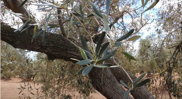 Olivar este año