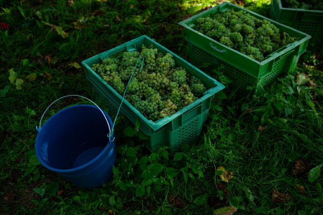 Archivo - Varias cajas llenas de uvas durante la época de vendimia,