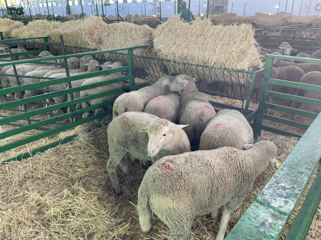 Archivo - Ganado en la Feria de Zafra, en una imagen de archivo