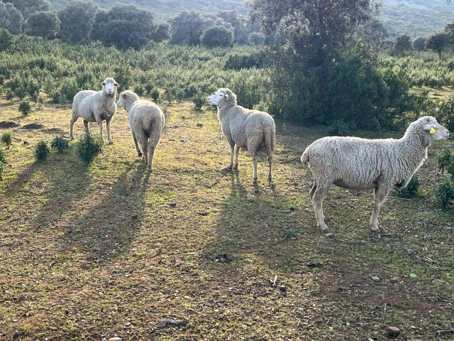 Ovejas
