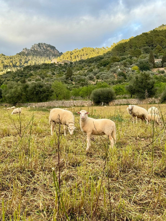 Ovejas