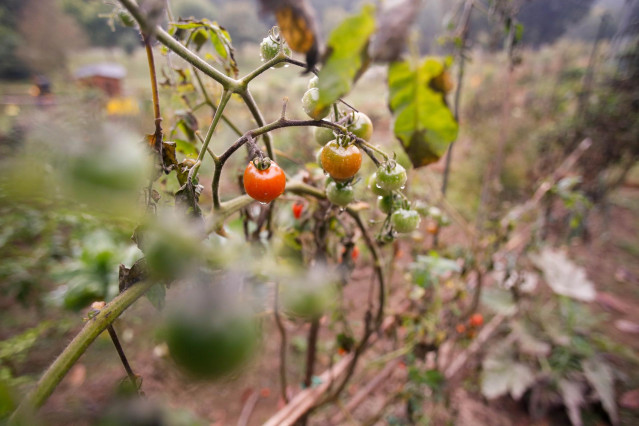 Tomates,