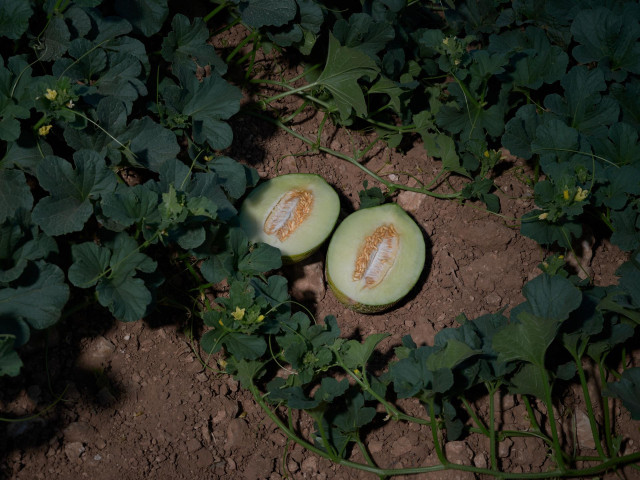 Archivo - Un melón partido por la mitad tras ser recogido de la planta. Imagen de archivo.